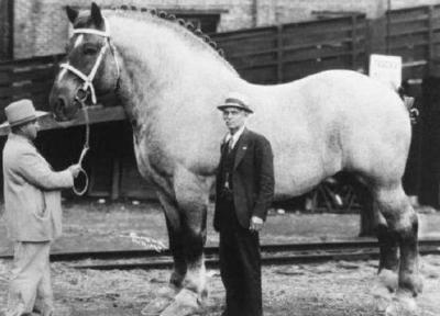 عجیب ترین اسب جهان، سنگین تر از یک ماشین!