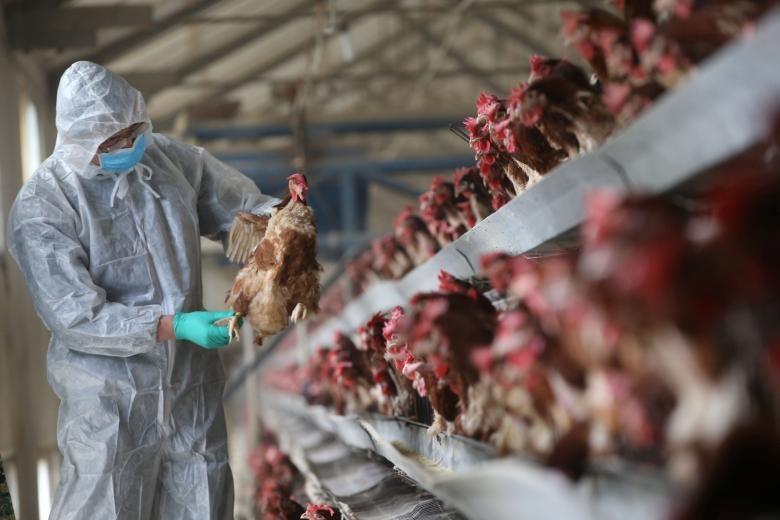 گزارش موارد بیشتر مرگ ناشی از آنفلوآنزای پرندگان در چین