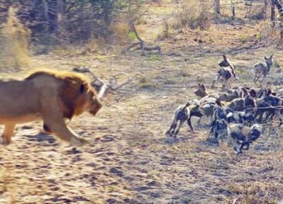 (ویدئو) حمله شیر نر به توله سگ های وحشی