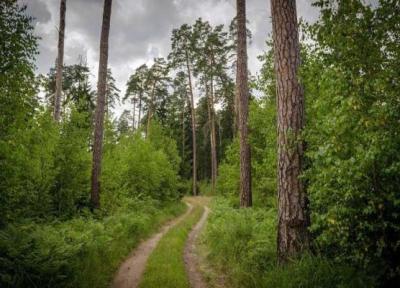 تور اروپا: بیالوزا، آخرین بازمانده جنگل های بکر اروپا