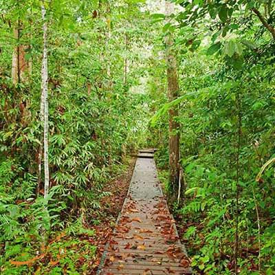 تور مالزی ارزان: پارک ملی پنانگ در مالزی محلی برای آرامش