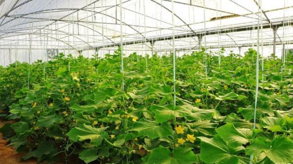 افتتاح 37 طرح کشاورزی به مناسبت هفته دولت در قم