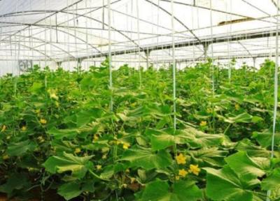 افتتاح 37 طرح کشاورزی به مناسبت هفته دولت در قم